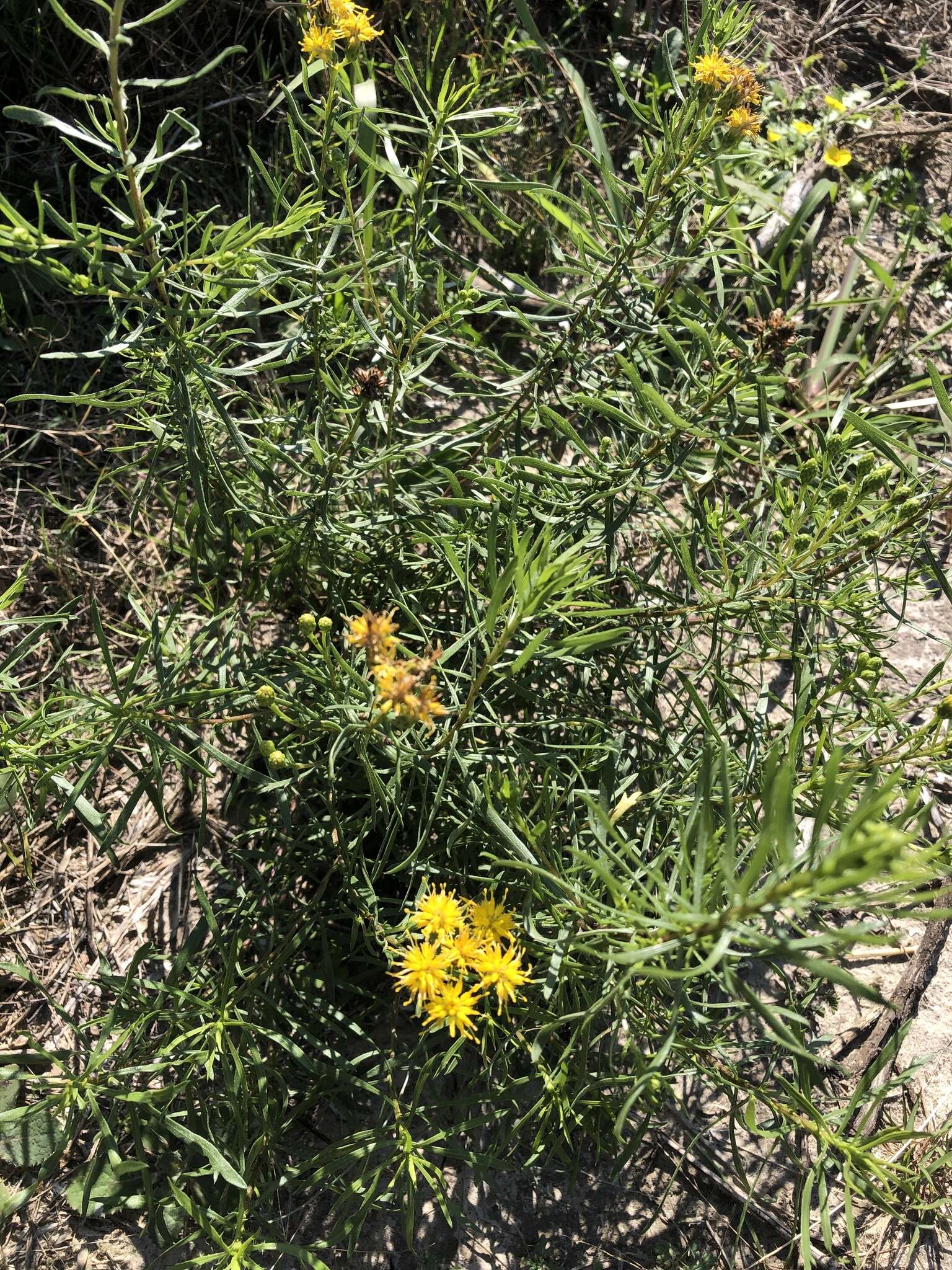 Image of Drummond's goldenbush