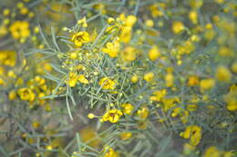 Image of Senna artemisioides subsp. zygophylla