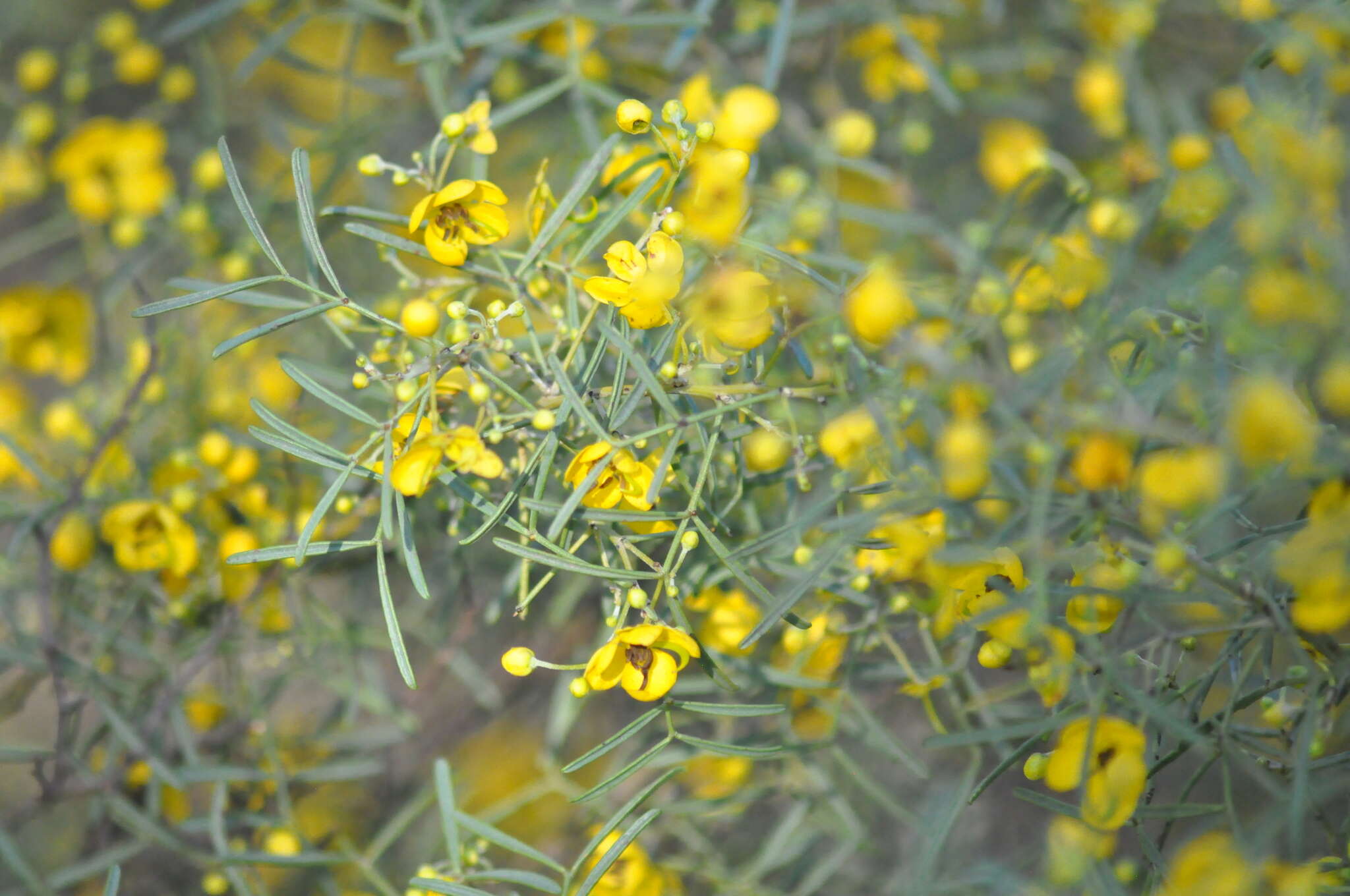 Image of Senna artemisioides subsp. zygophylla