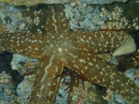 Image of Mottled star