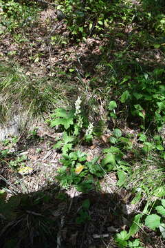 Image of Aconitum umbrosum (Korsh.) Kom.