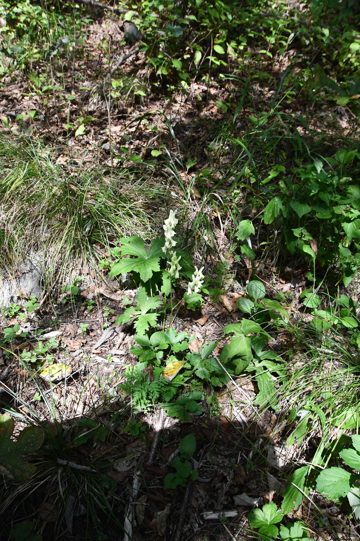 Imagem de Aconitum umbrosum (Korsh.) Kom.