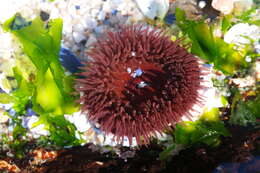 Image of Sandy anemone