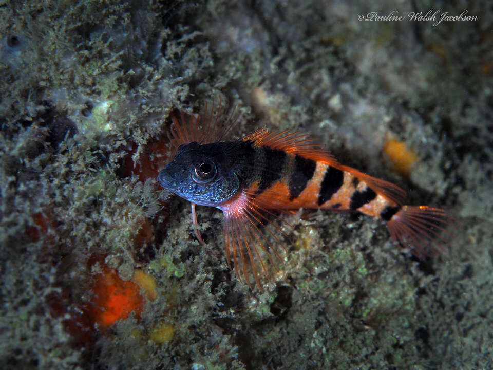 Image of Saddled Blenny