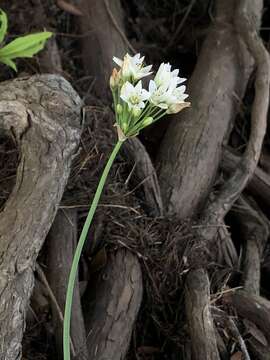 Nothoscordum gracile (Aiton) Stearn resmi