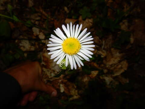 Plancia ëd Erigeron pulchellus Michx.