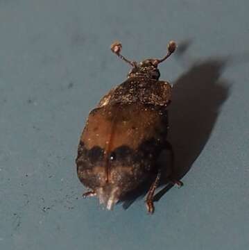 Image of Sap beetle