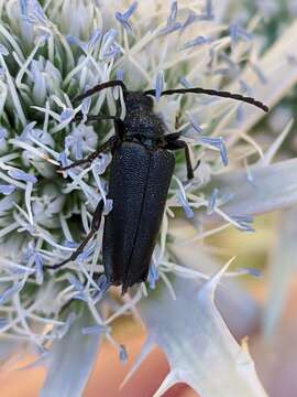 Image of Stictoleptura (Cribroleptura) otini (Peyerimhoff 1949)