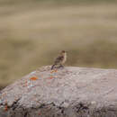 Image of Dark-winged Miner