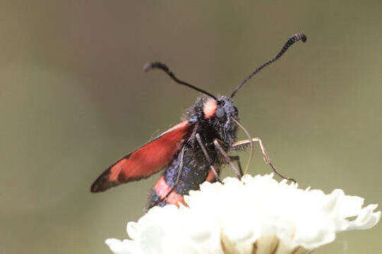 Image of Zygaena cuvieri Boisduval 1828