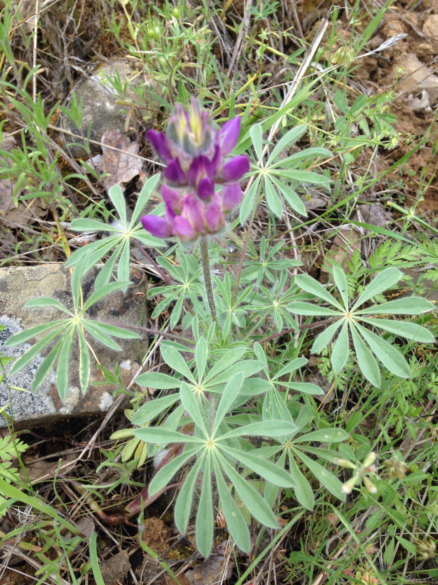 Image of <i>Lupinus <i>microcarpus</i></i> var. microcarpus