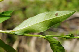 صورة Persicaria mitis (Schrank) Asenov