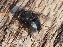 Image of Blue bottle fly