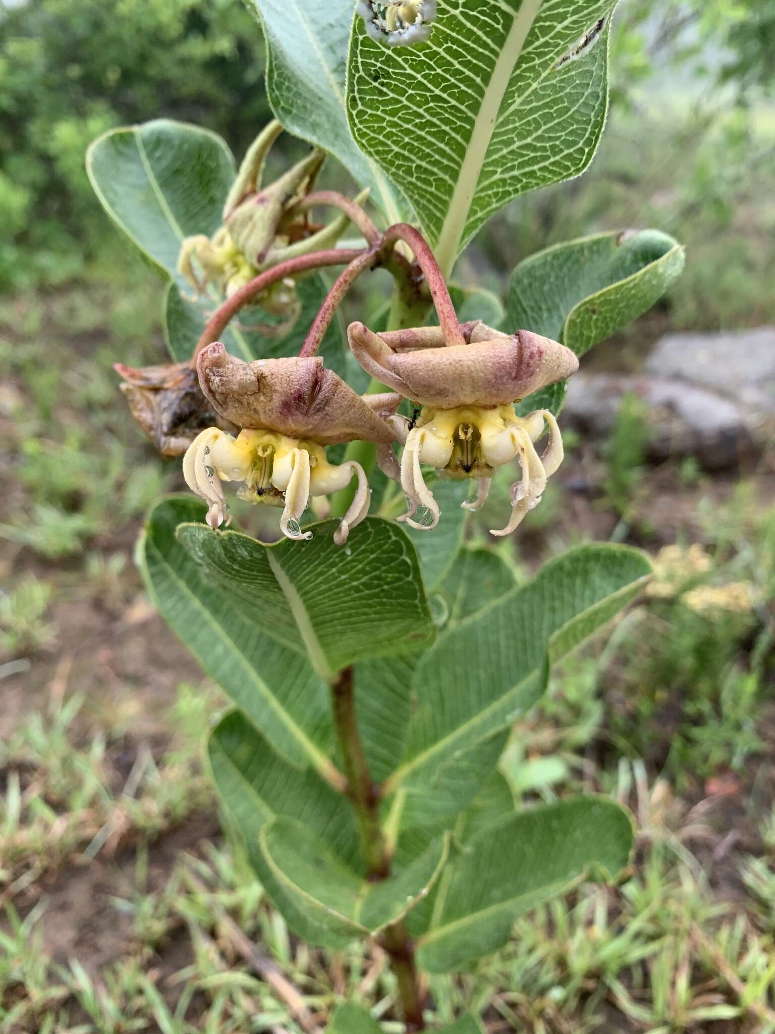 Image de Pachycarpus appendiculatus E. Mey.