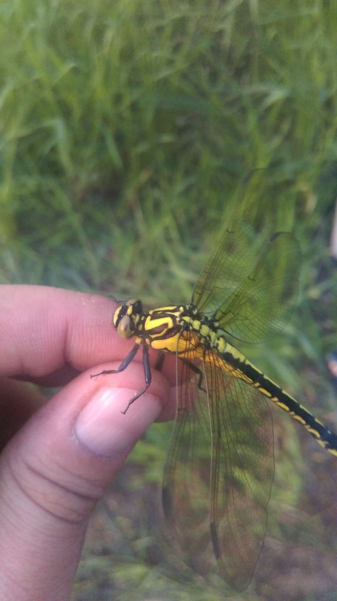 Imagem de <i>Shaogomphus postocularis epophthalmus</i> Selys 1872