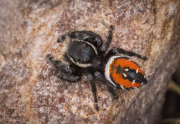 Image of Phidippus carneus Peckham & Peckham 1896