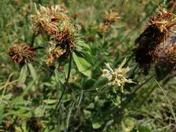 Image of sulphur clover