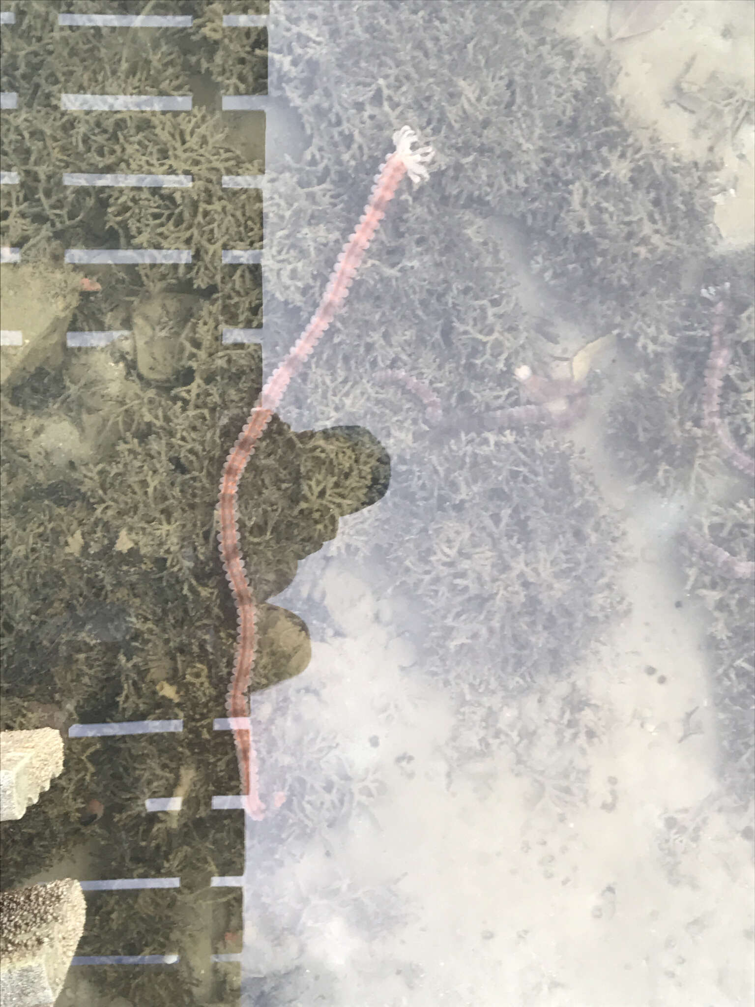 Image of Conspicuous Sea Cucumber