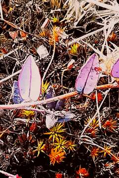 Image of Small Cranberry