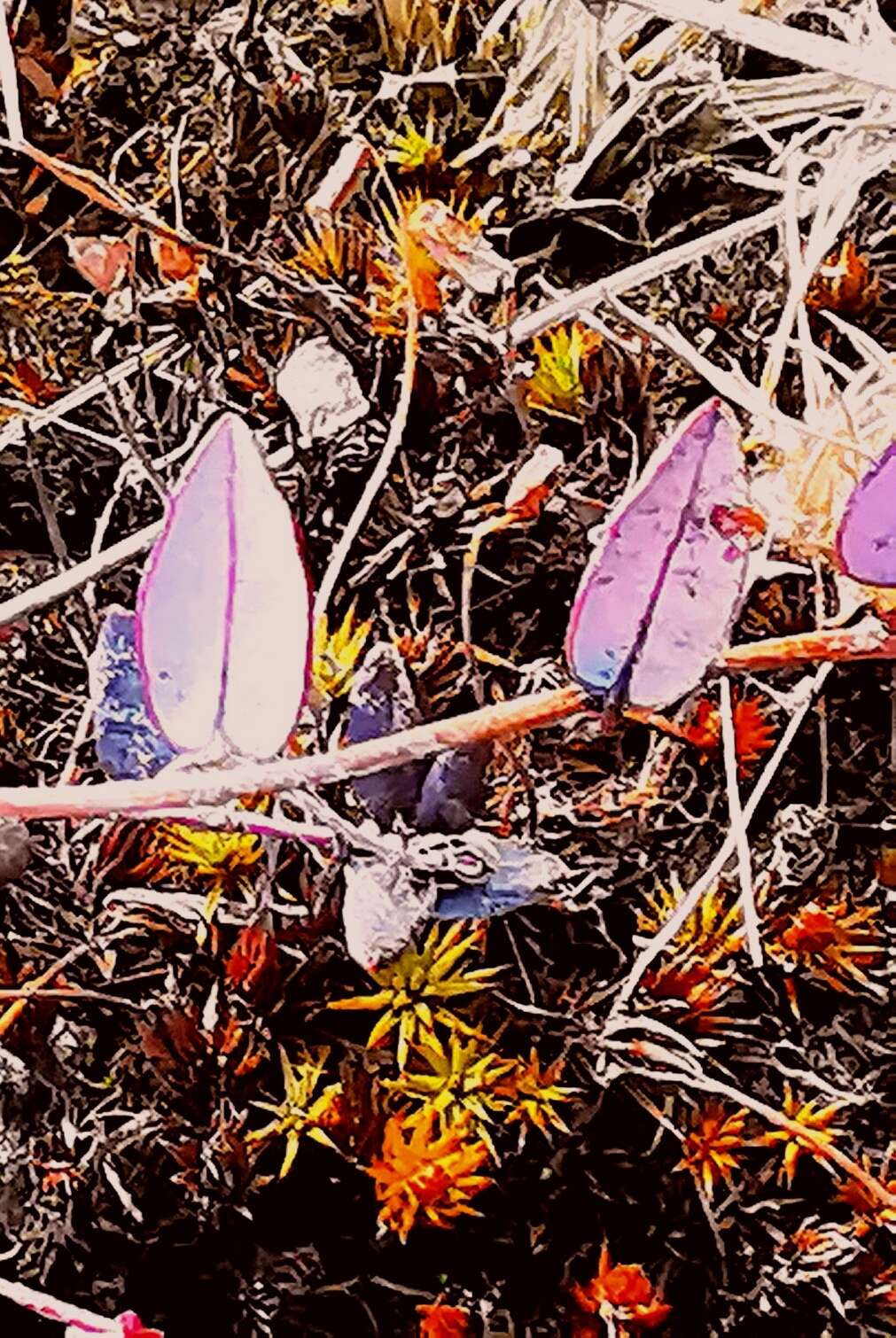 Image of Vaccinium microcarpum (Turcz. ex Rupr.) Schmalh. ex Busch