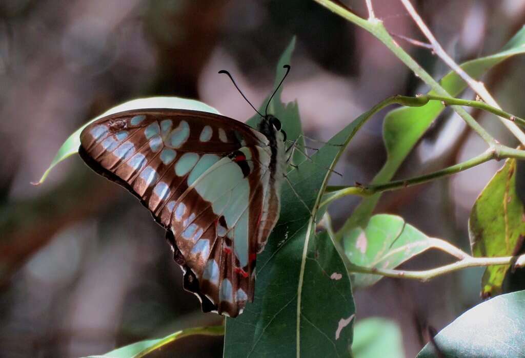 Слика од Graphium eurypylus (Linnaeus 1758)