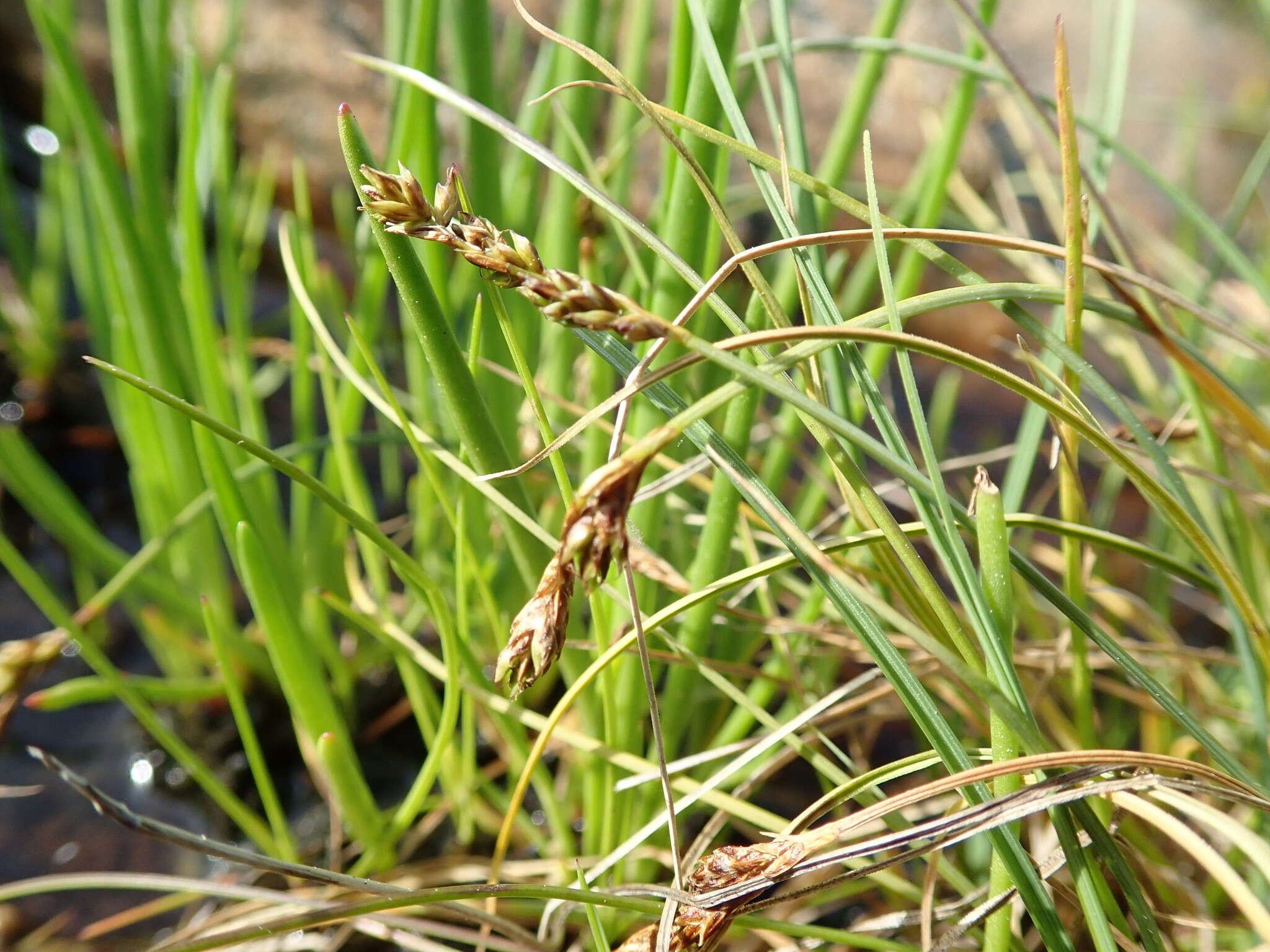 Image of Clustered sedge