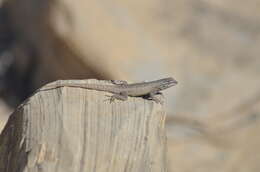 Image of Northern Snub-nosed Lizard
