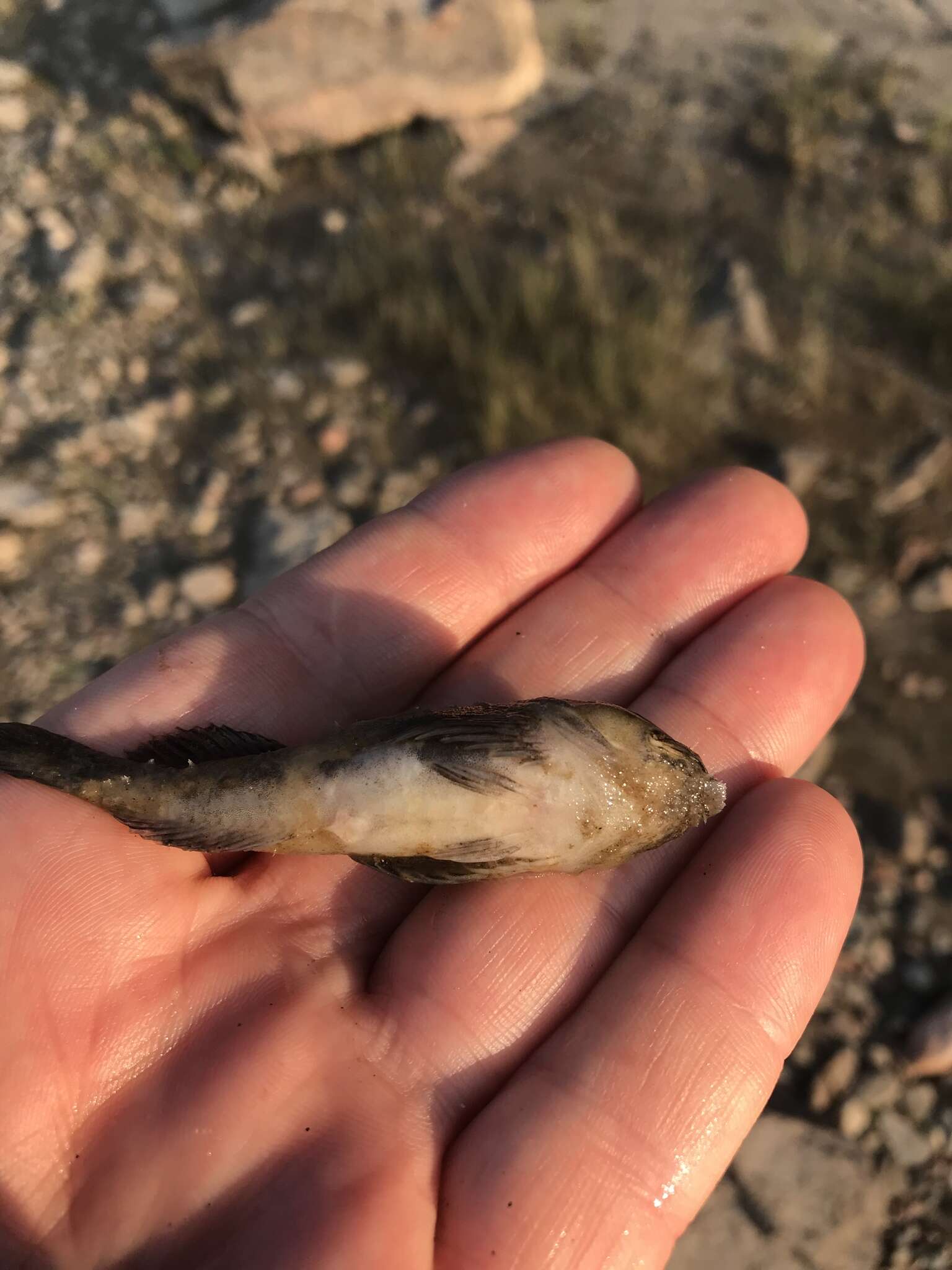 Image of Mottled Sculpin