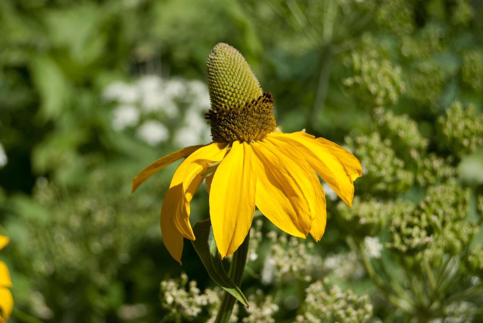 Rudbeckia californica A. Gray的圖片