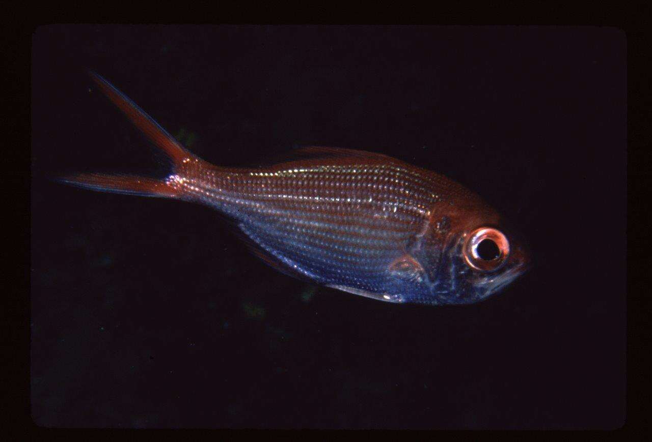 Image of Kingfish