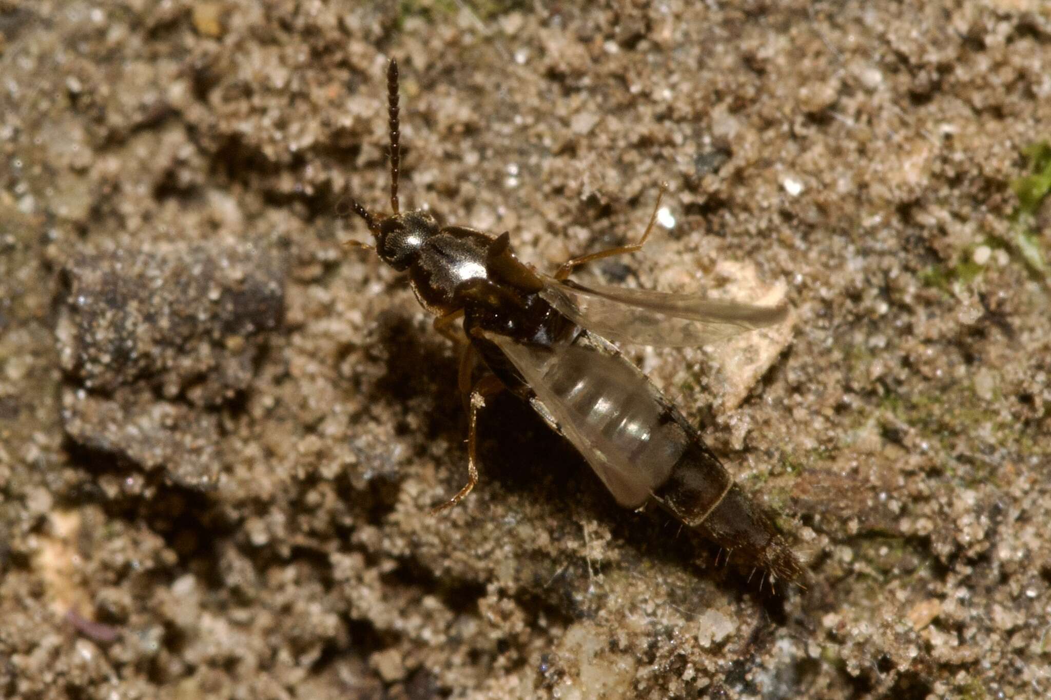 Image of Oxypoda (Oxypoda) acuminata (Stephens 1832)