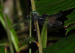 Image of Ochre-tipped Darner