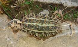 Image of African Wild Cucumber