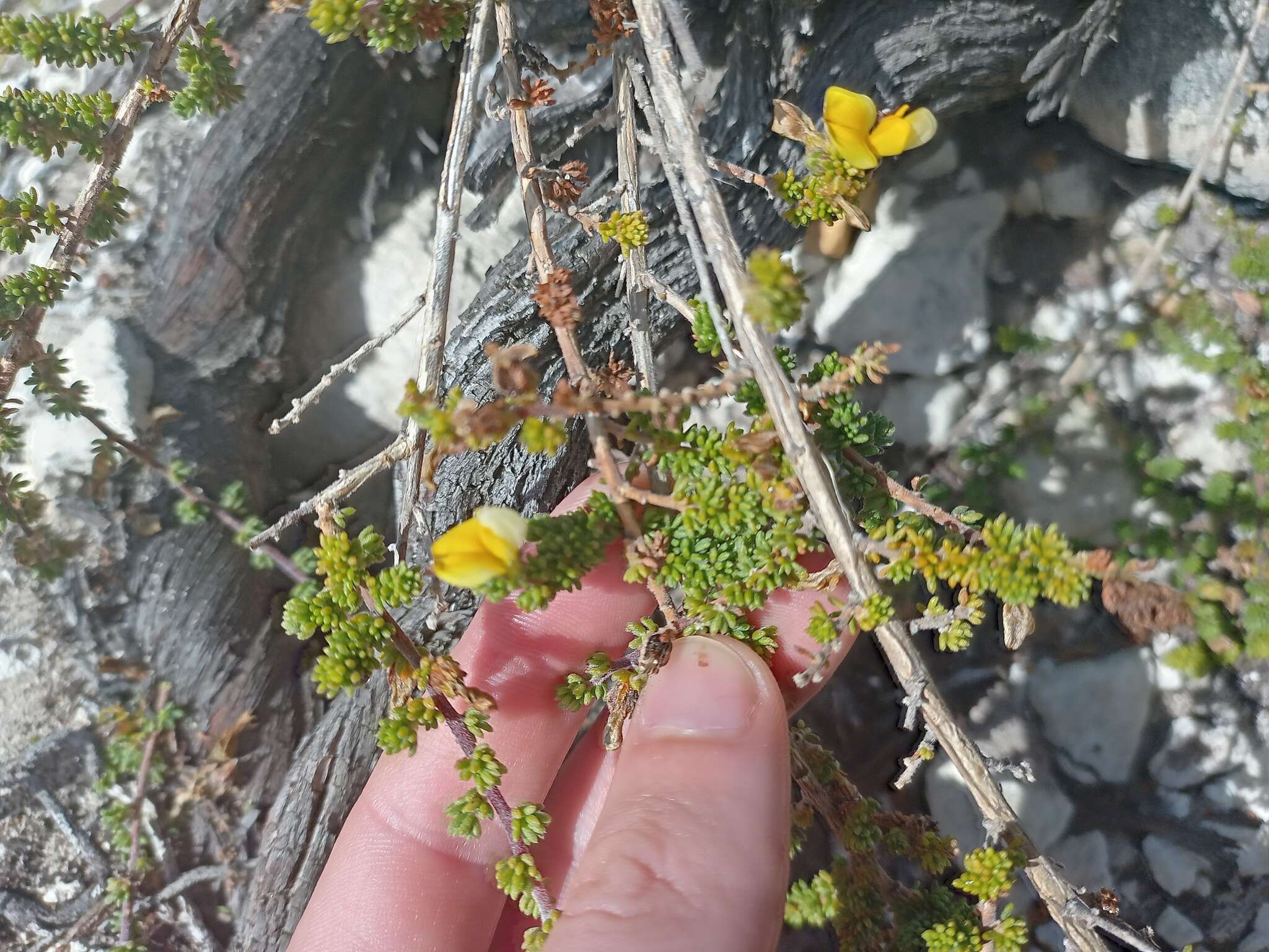 Plancia ëd Aspalathus salteri L. Bolus