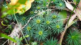 Image of Dawsonia polytrichoides R. Brown 1811