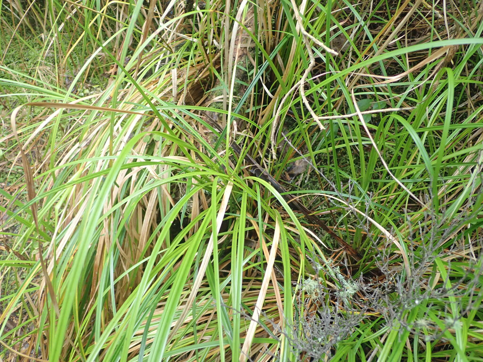 Image of Carex ochrosaccus (C. B. Clarke) Hamlin
