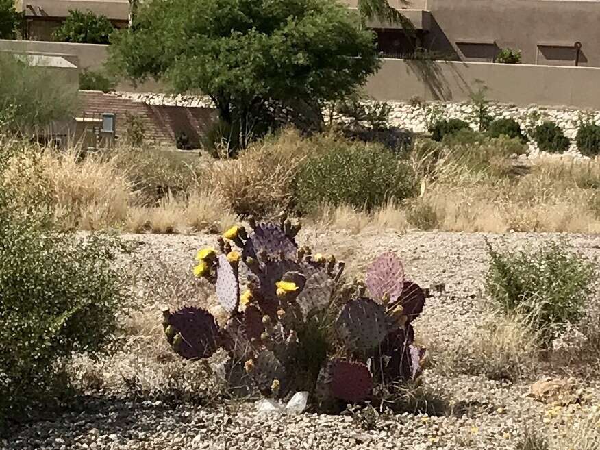 Sivun Opuntia santa-rita (Griffiths & Hare) Rose kuva