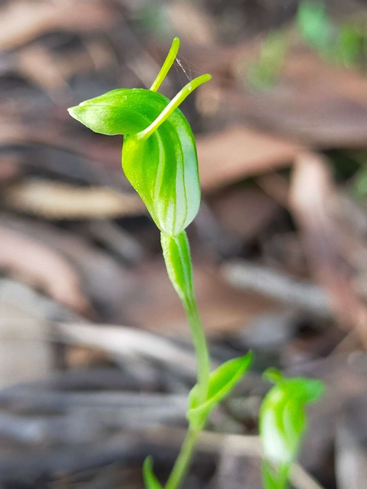 Pterostylis ectypha的圖片