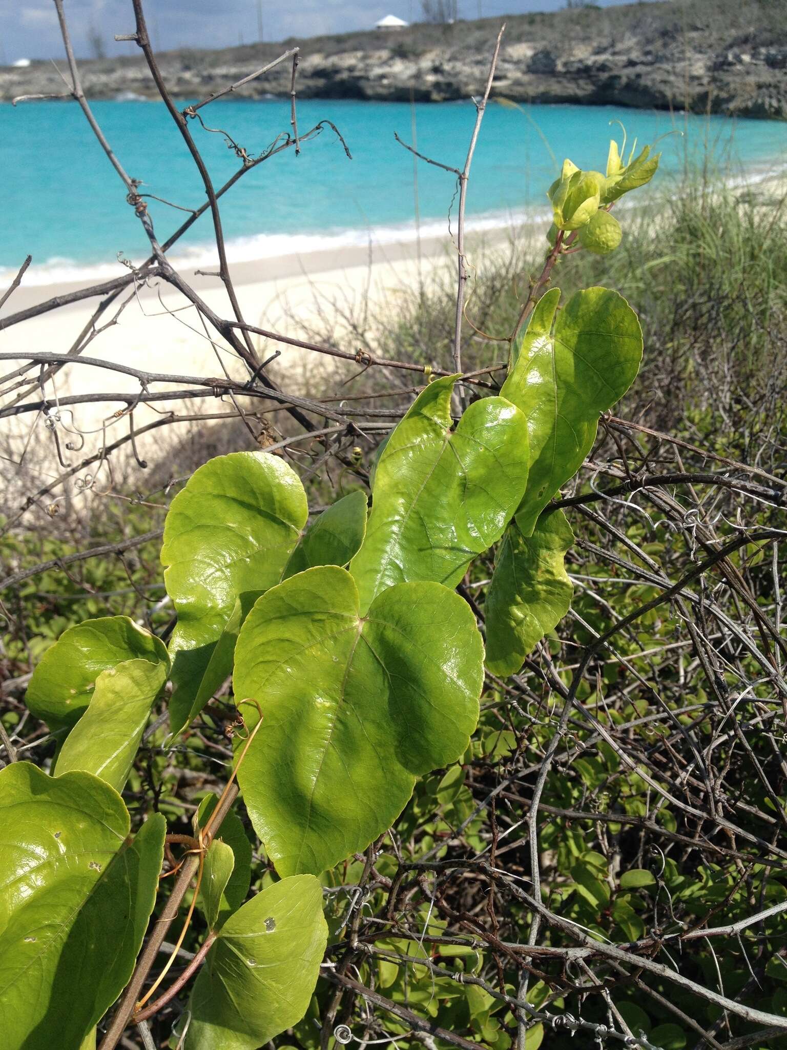 Image de Passiflora pectinata Griseb.