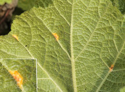 Image of <i>Puccinia malvacearum</i> Bertero ex Mont. 1852