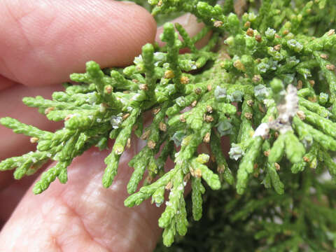 Image of redberry juniper