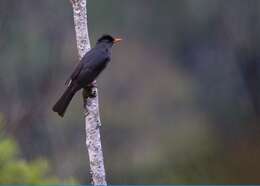 Image of Madagascar Black Bulbul