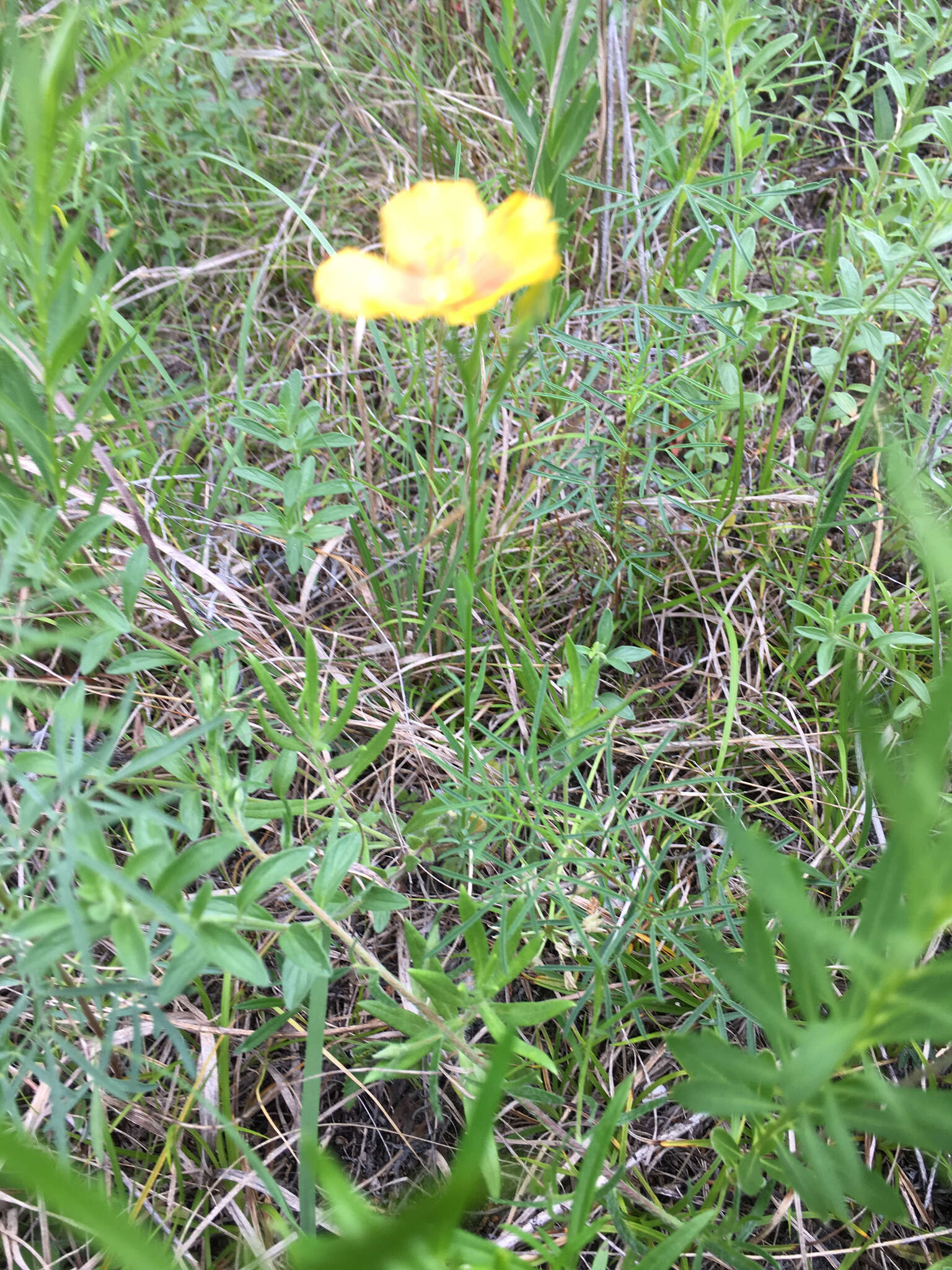 Image of stiffstem flax