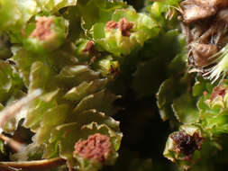 Image of Barbilophozia hatcheri (A. Evans) Loeske