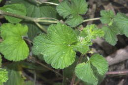 Слика од Pelargonium australe (Poir.) Jacq.