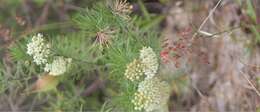 Image of pineneedle milkweed