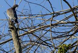 Image of Picazuro Pigeon