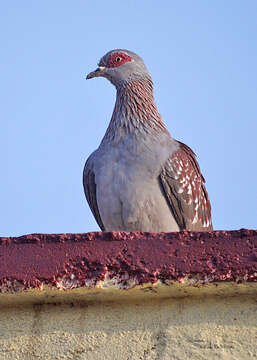 Image of Northern Speckled Pigeon