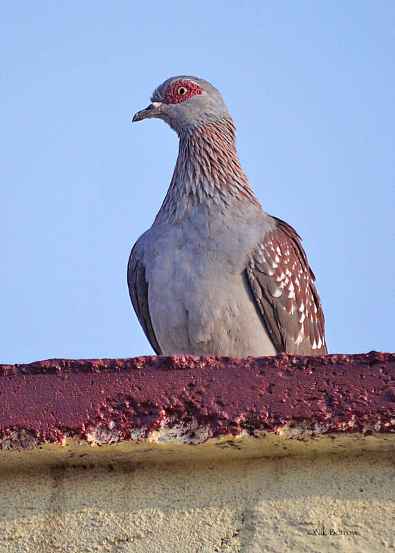 Image of Columba guinea guinea Linnaeus 1758