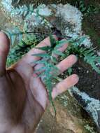 Image of spleenwort